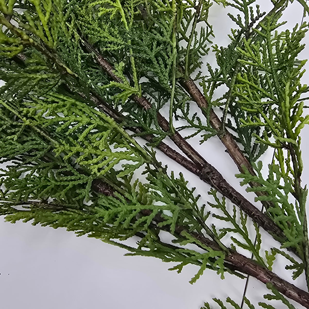 37&quot; Cedar Branch--#zsc102