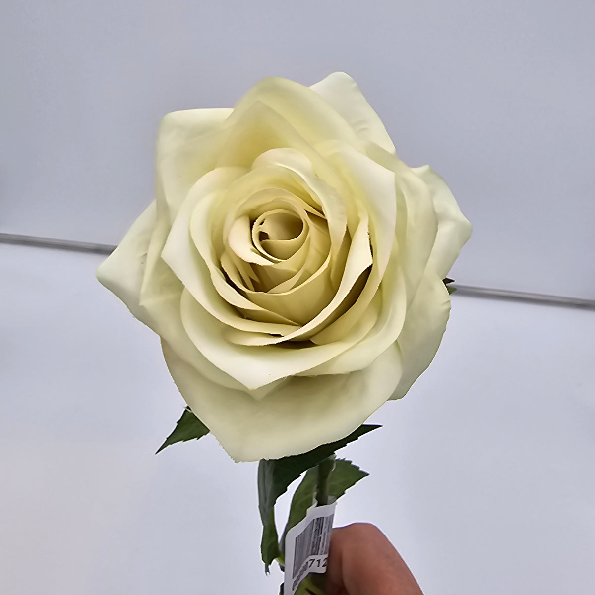 21.5&quot;ROSE--fsr729