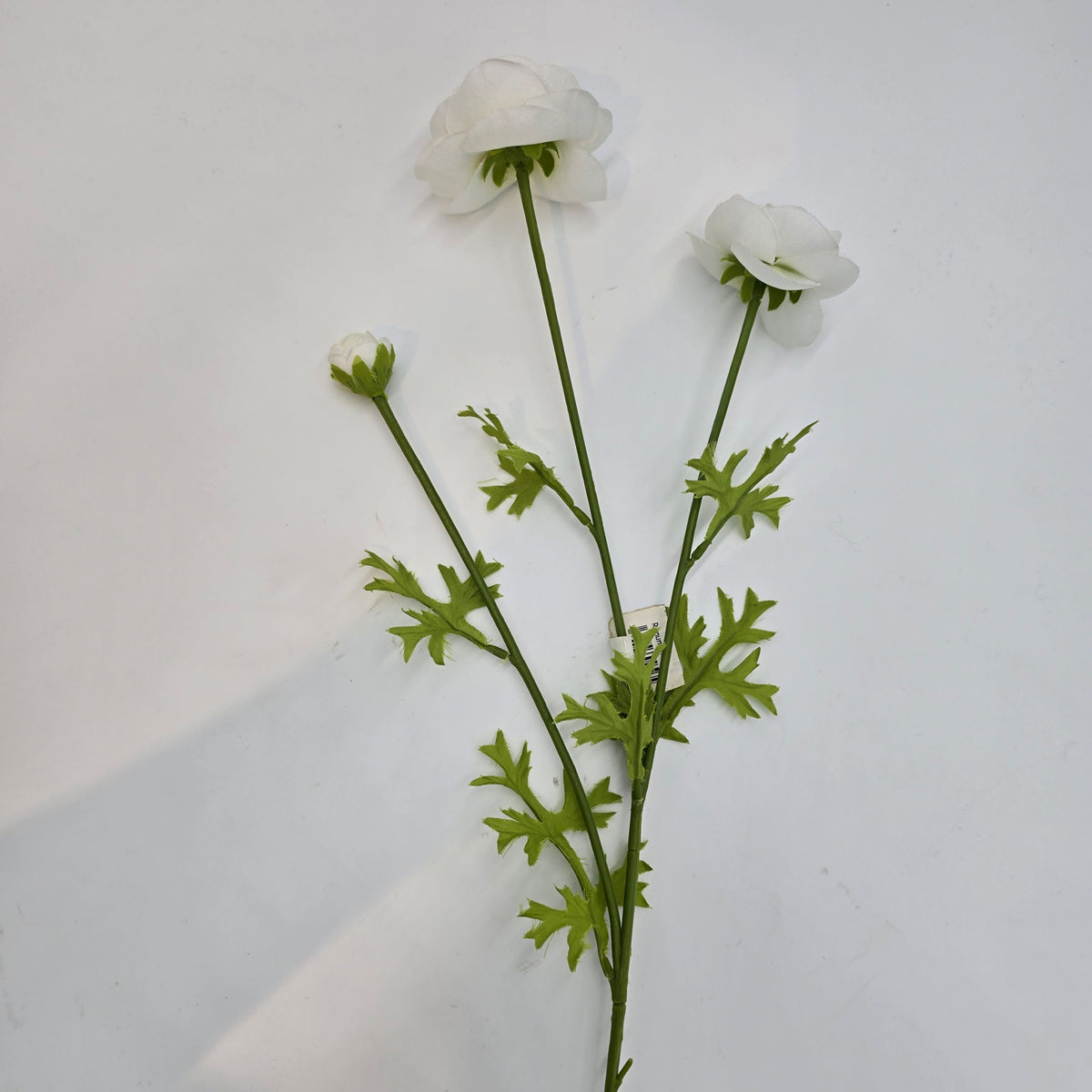 Ranunculus--#gr1571