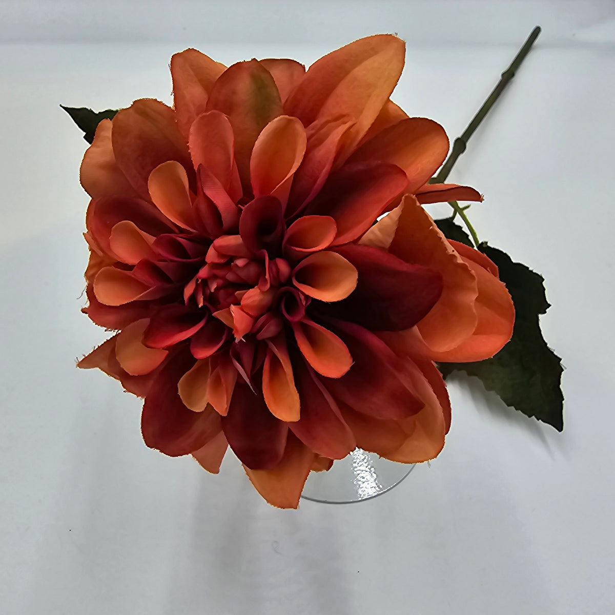 Dahlia--#win101