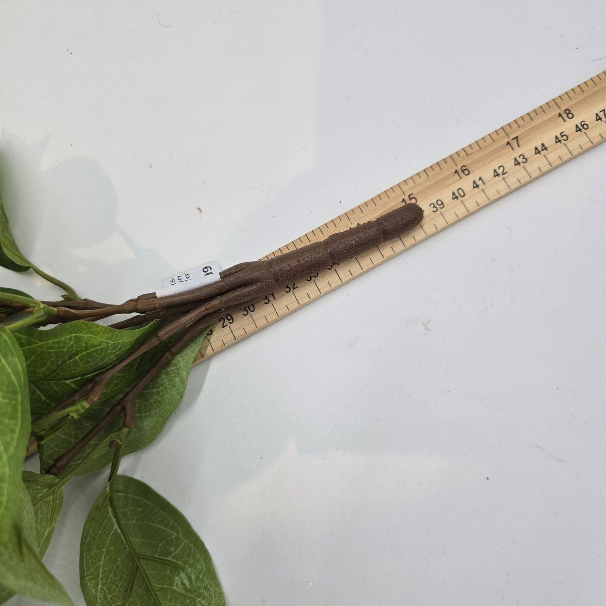 Hoya bush--pbh016-gr/cr