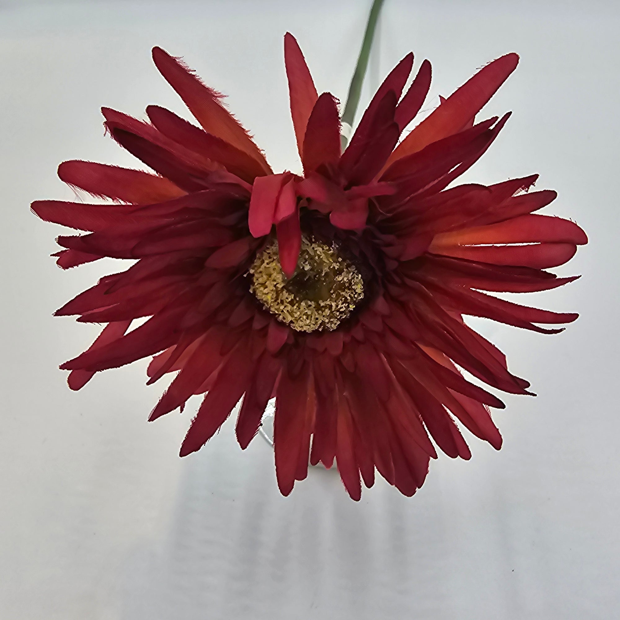 Gerbera--#gsb005