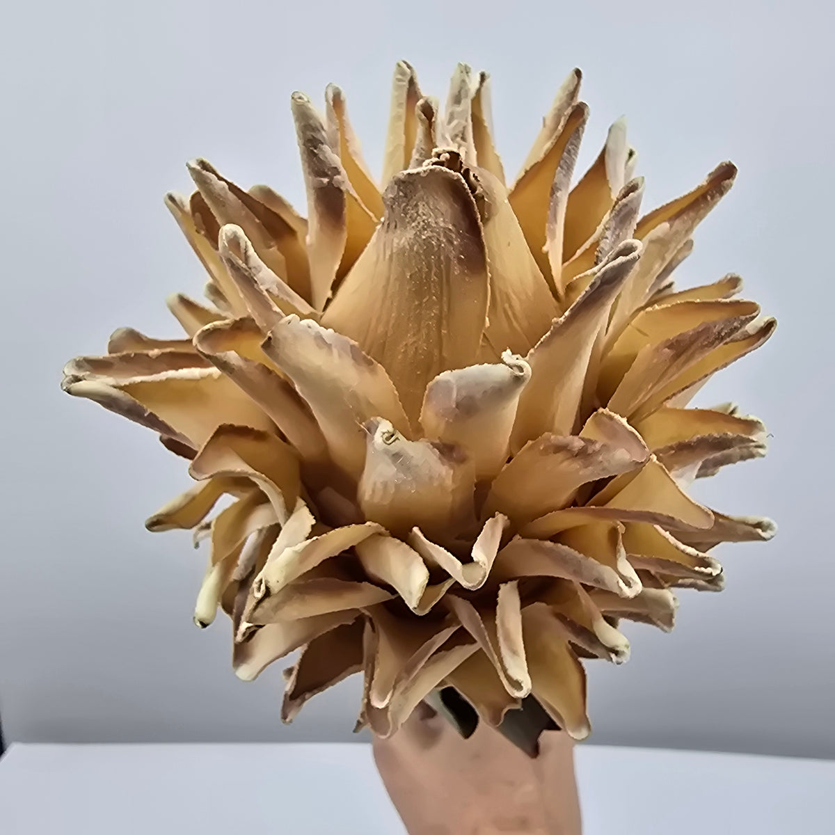 30&quot; Red Hot Poker #fsp108