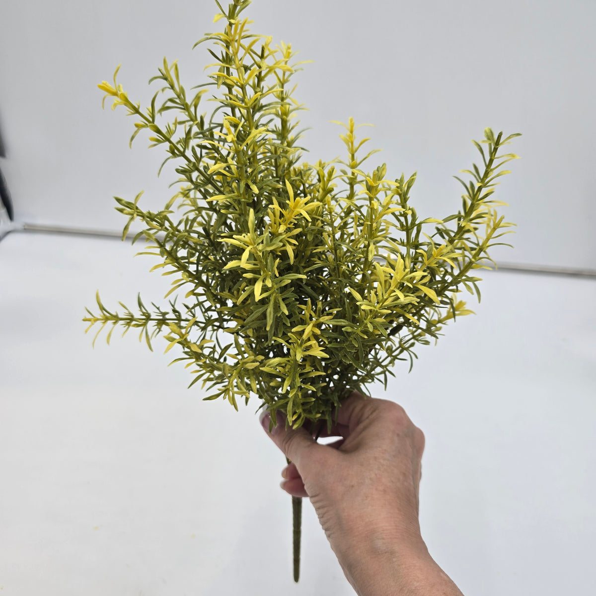 16&quot; Tea Leaf Bush--#pbt022