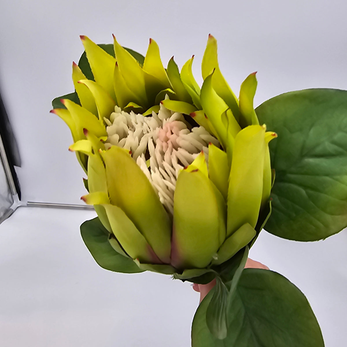 Protea-#fsp376