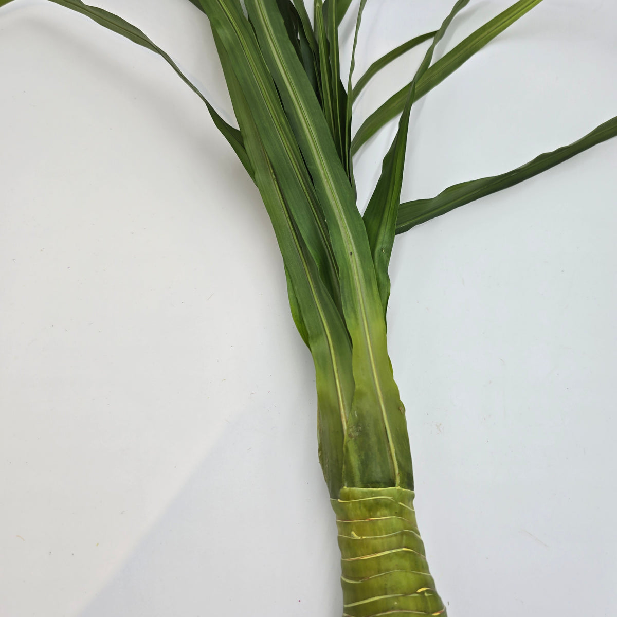 Ti Grass Stalk--#win97062