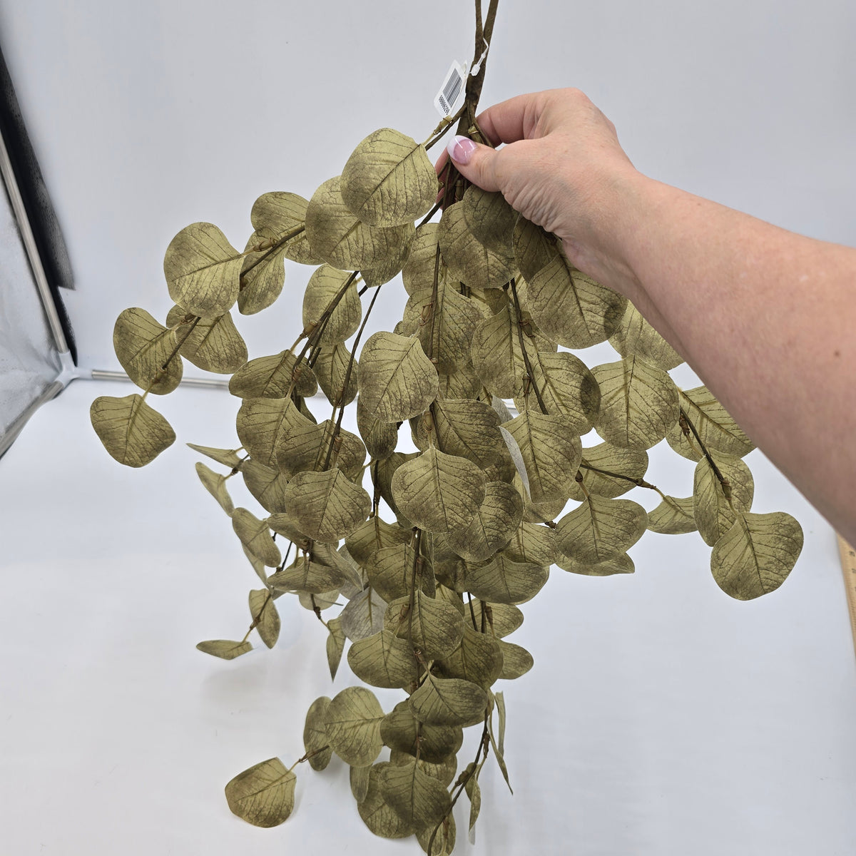 Eucalyptus Swag-31&quot; #pae502