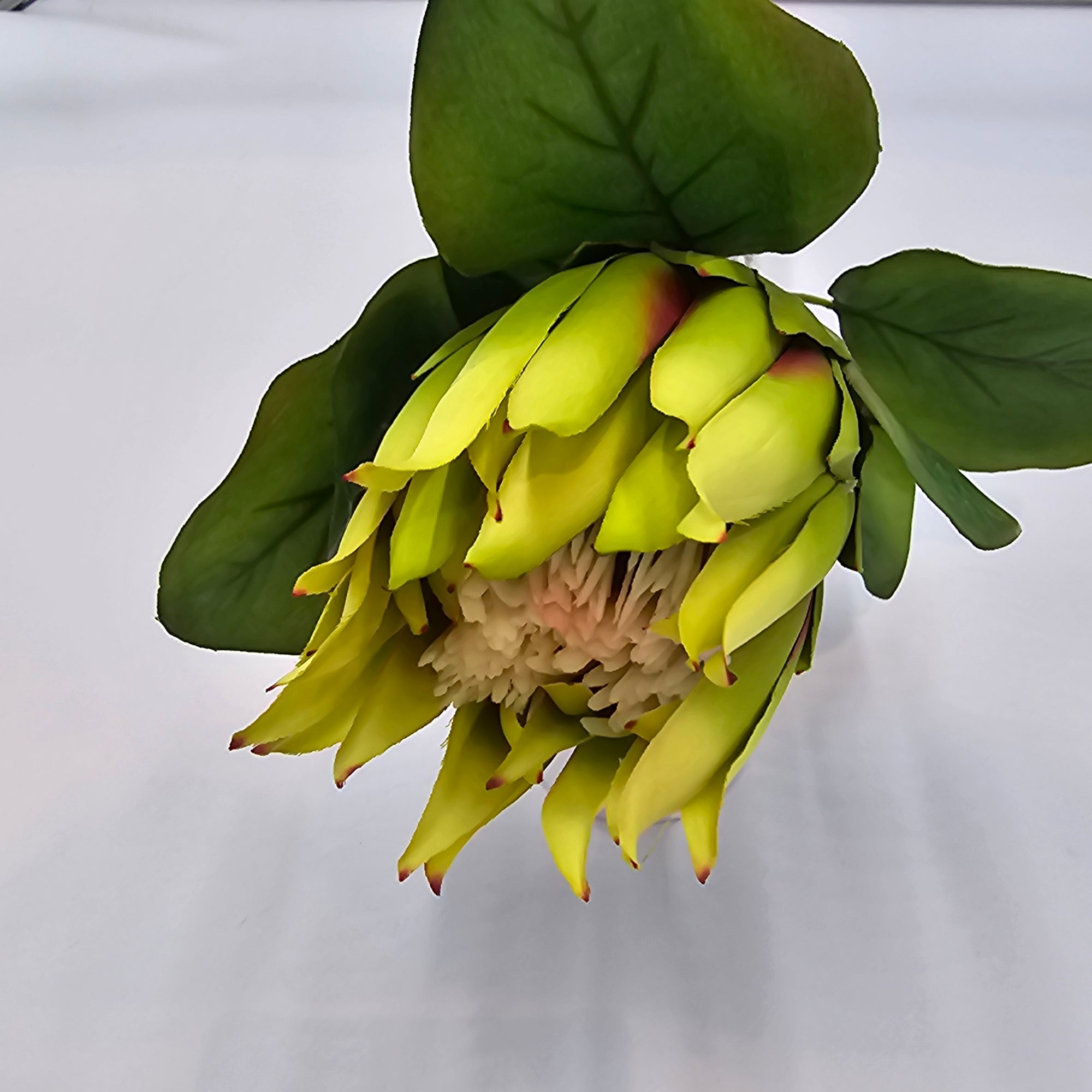 Protea-#fsp376