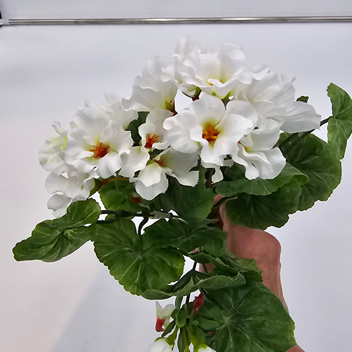 Mini Geranium--#m6031