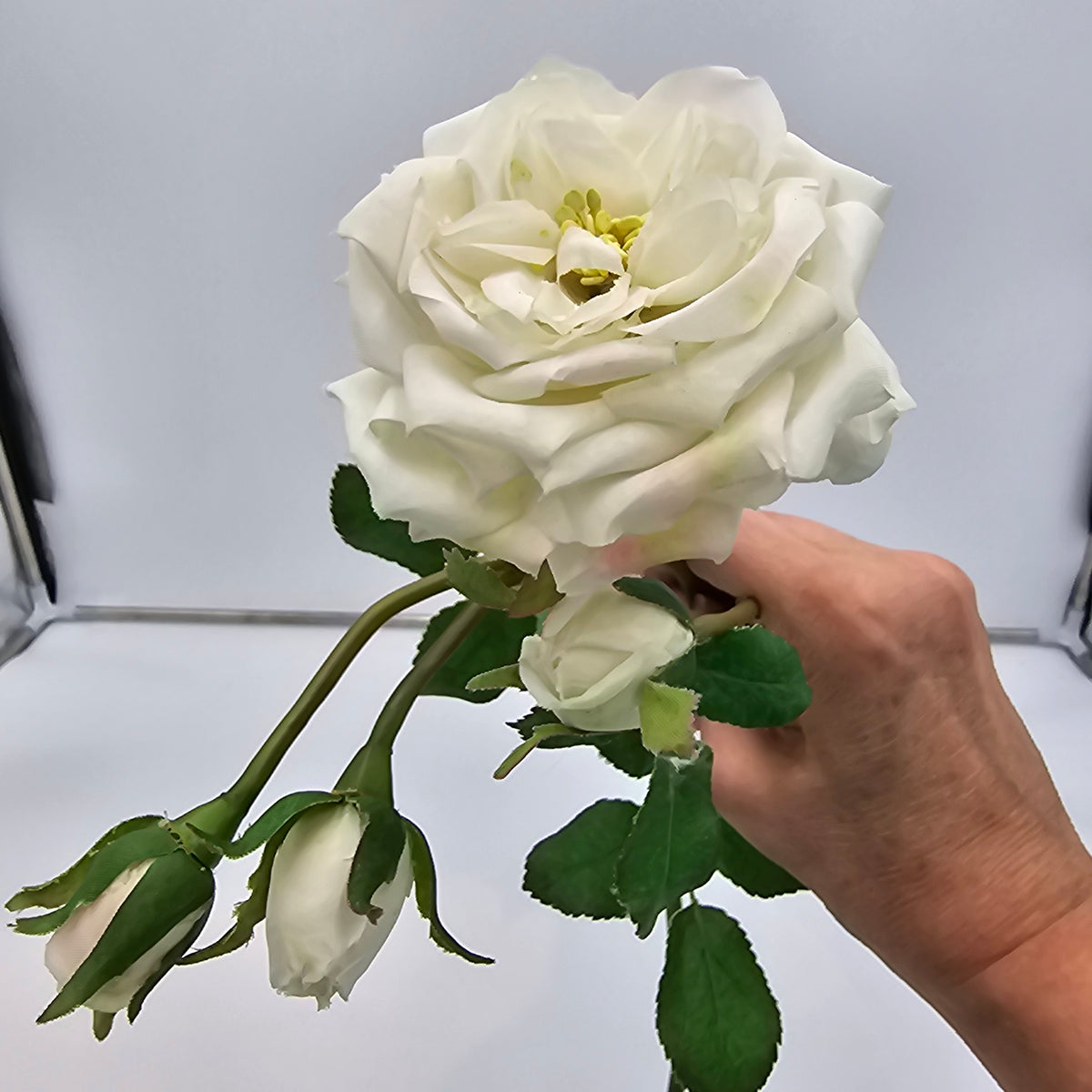 Camelot Rose--#win98227