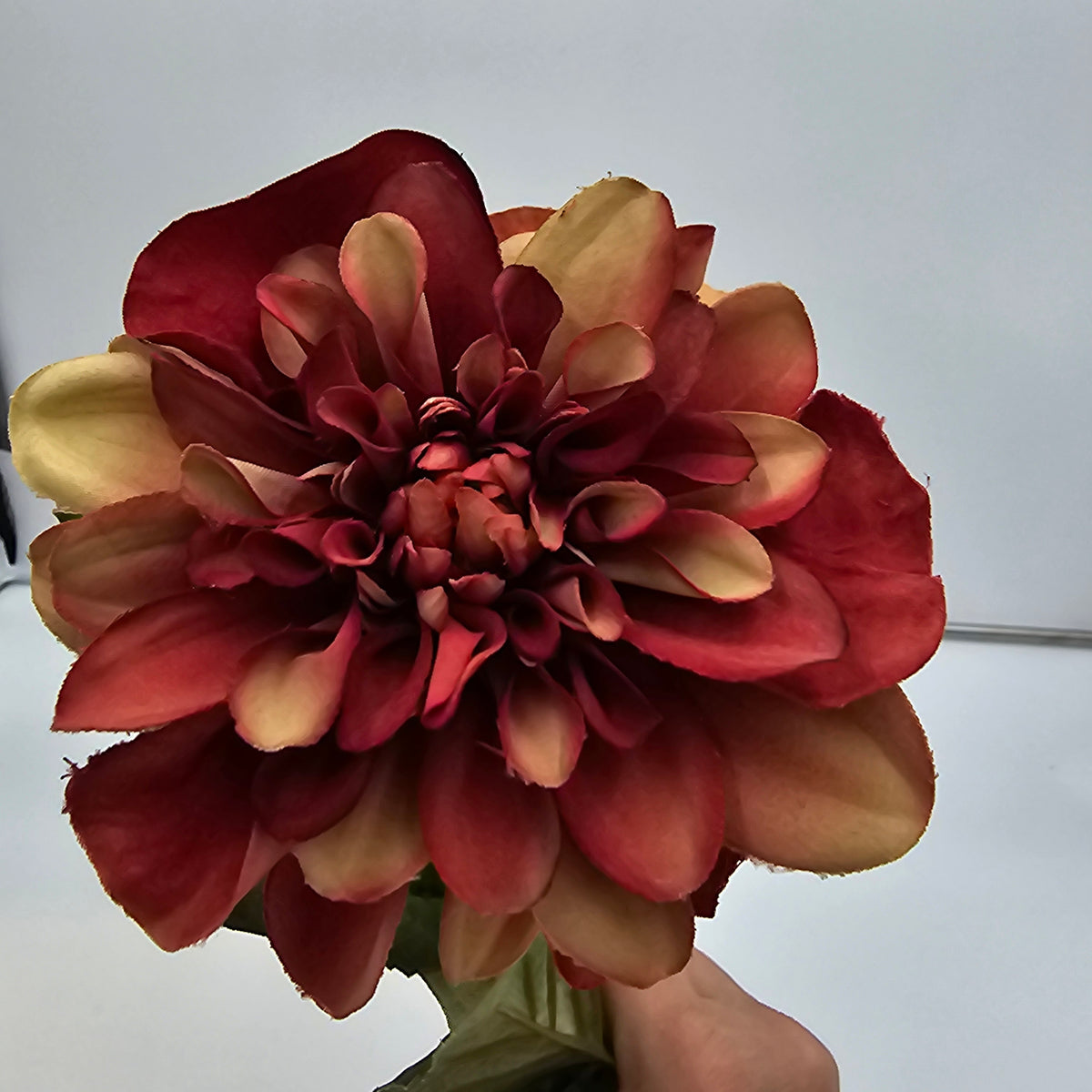 Dahlia--#win101