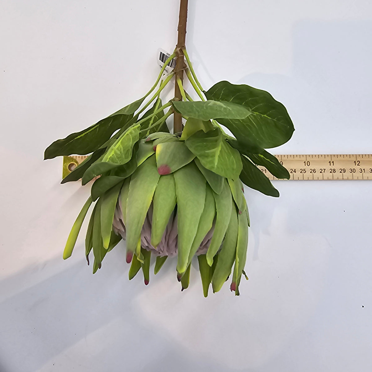 29&quot; Protea-#fsp012