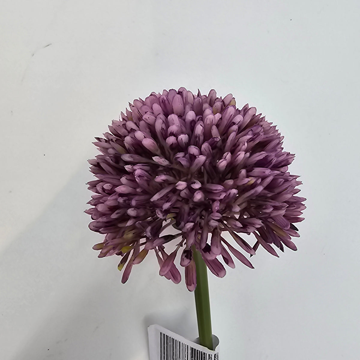 17.5&quot;ALLIUM--fsa141-cr/gr