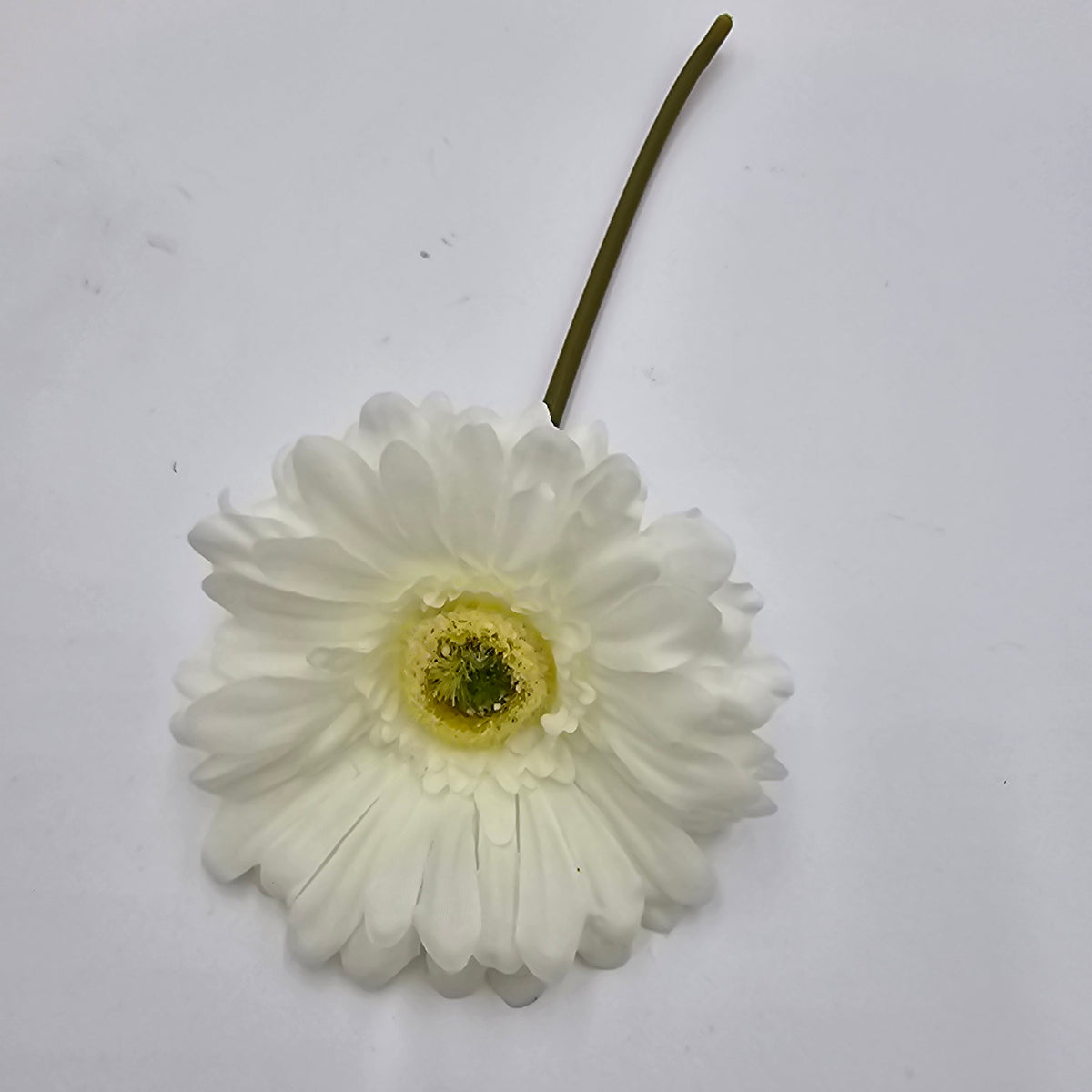 Small Gerbera Daisy--#gtd445