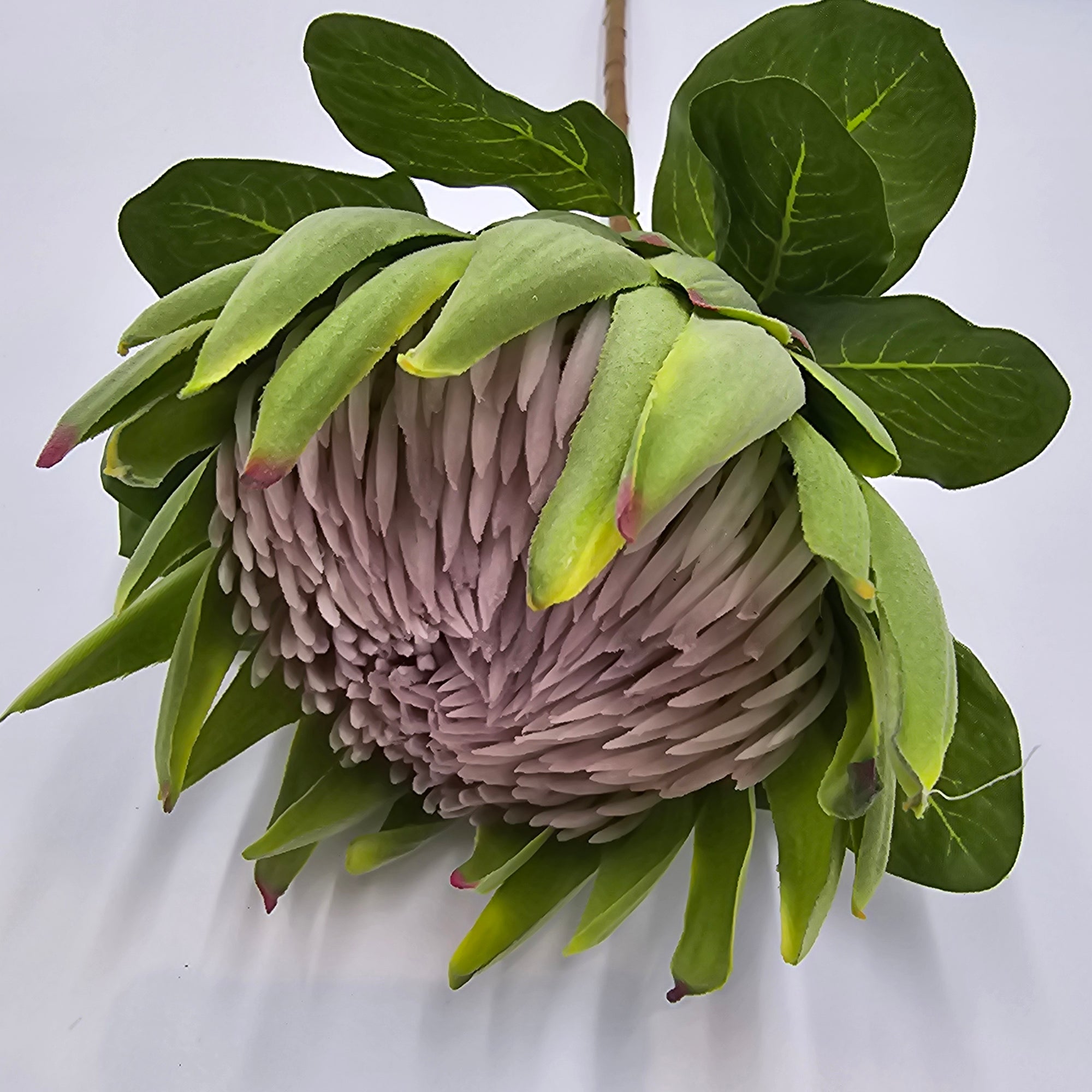 29" Protea-#fsp012