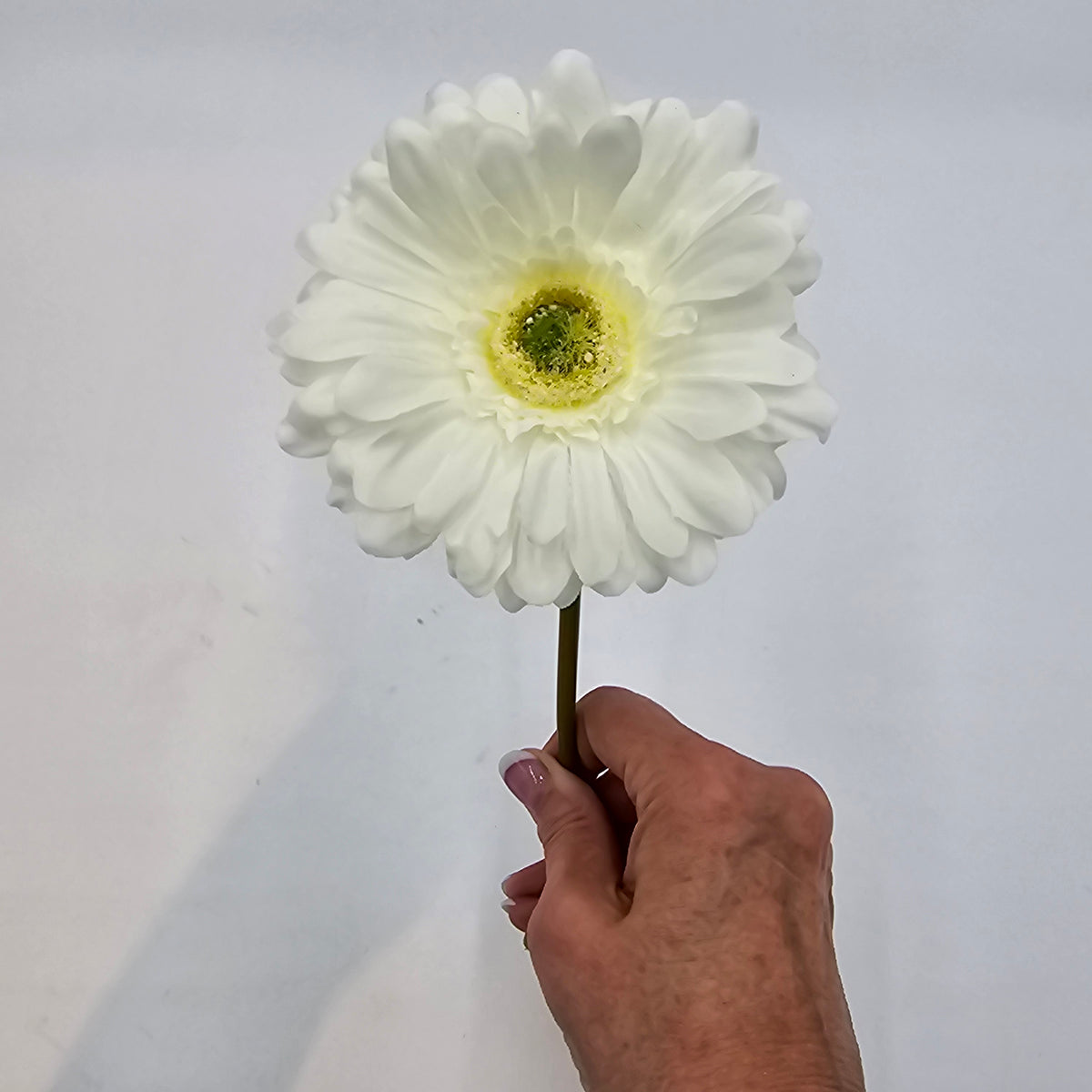 Small Gerbera Daisy--#gtd445
