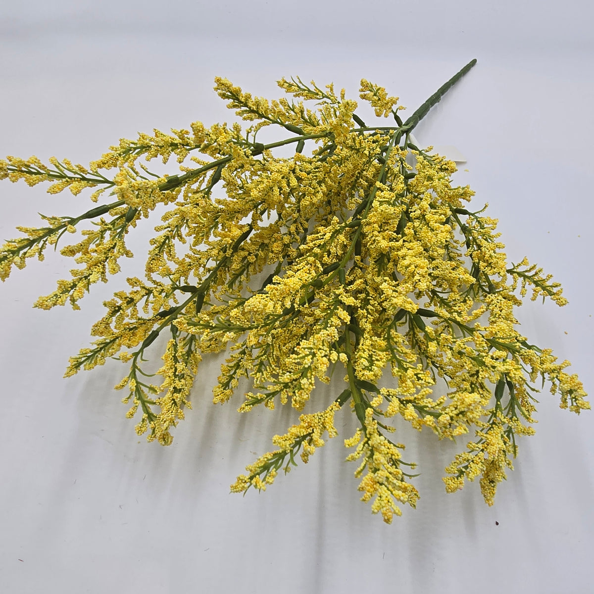 Astilbe Bush--fba256