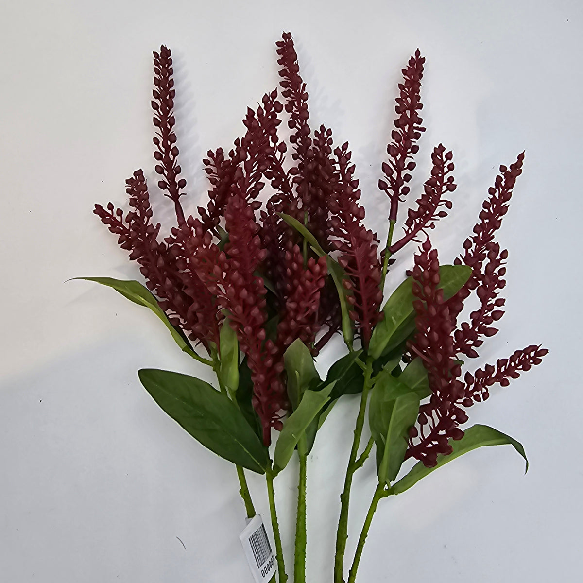 25&quot;PIERIS JAPONICA--#fsj991