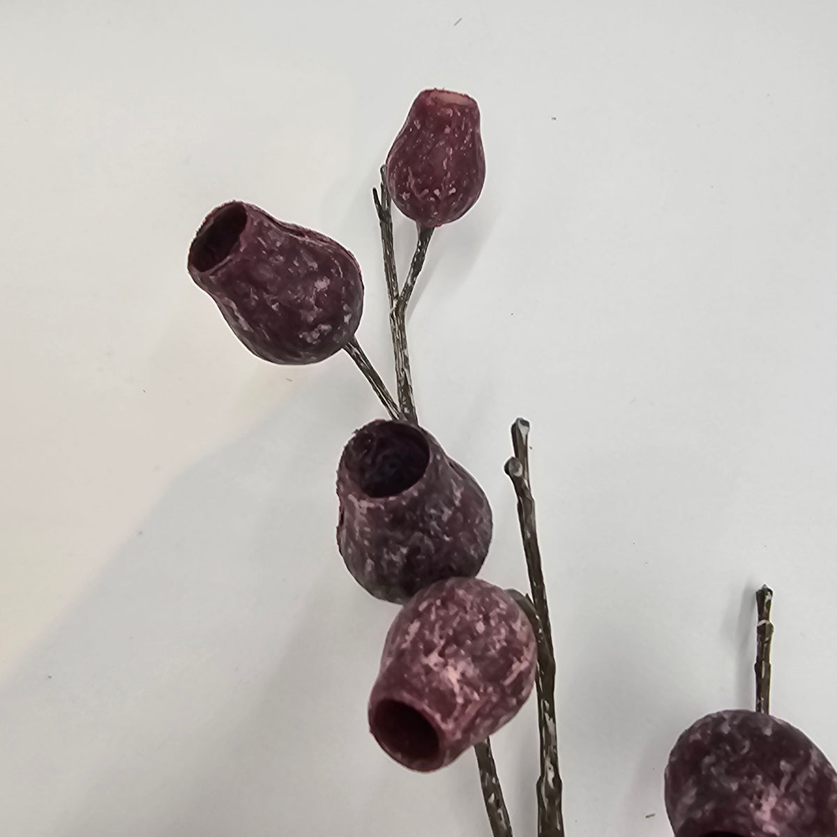 Eucalyptus Pod-34&quot; #fsp001