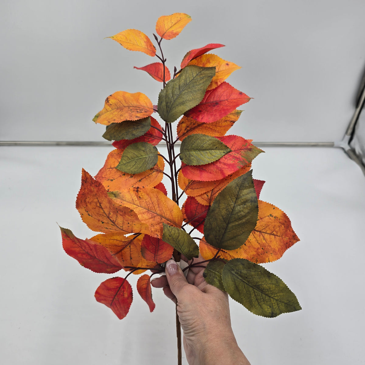 20&quot; Salal Leaf Pick--#pks433