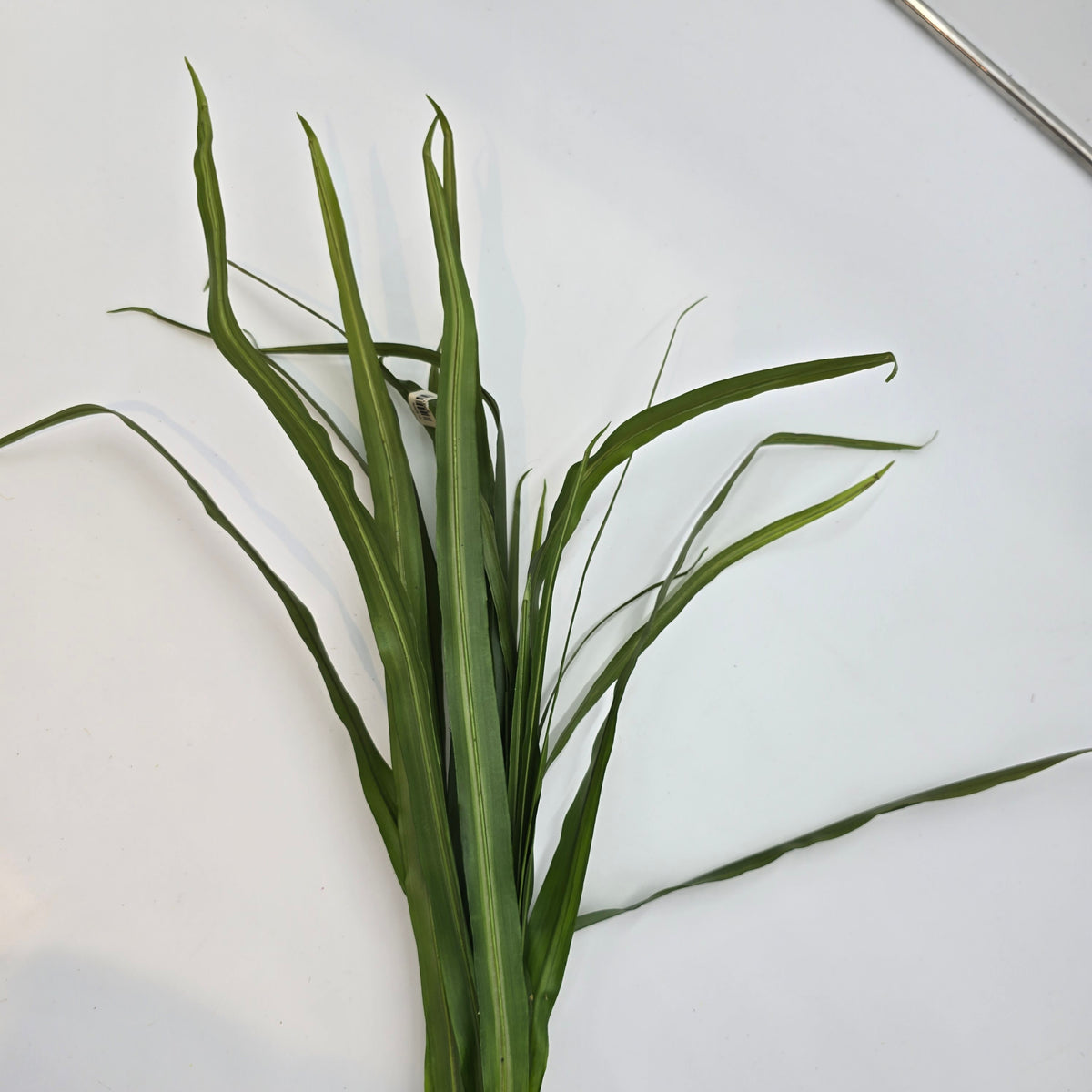 Ti Grass Stalk--#win97062