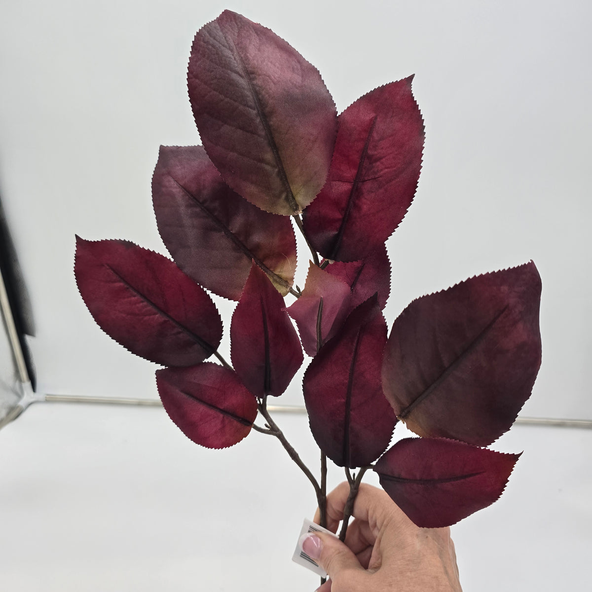 Mulberry Lf Spry  27&quot;  --#psm009