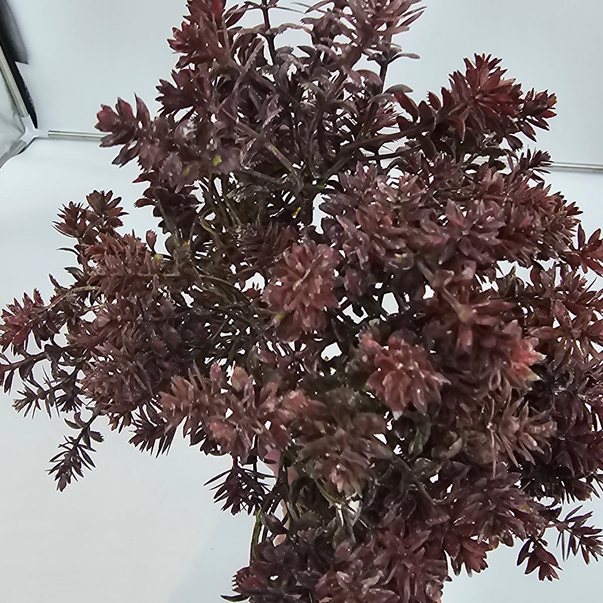 17&quot; mini sedum--brown
