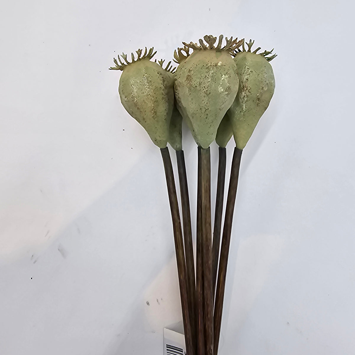 18&quot; Poppy Pod Bundle/6 #fsp037