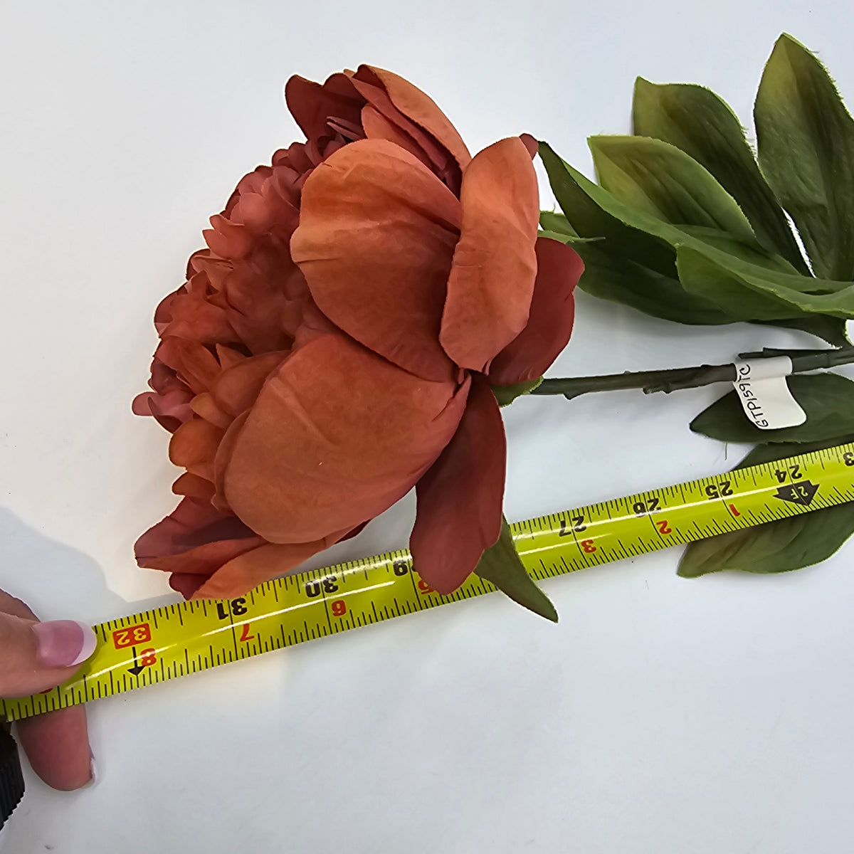 Velvet Peony--#gtp159