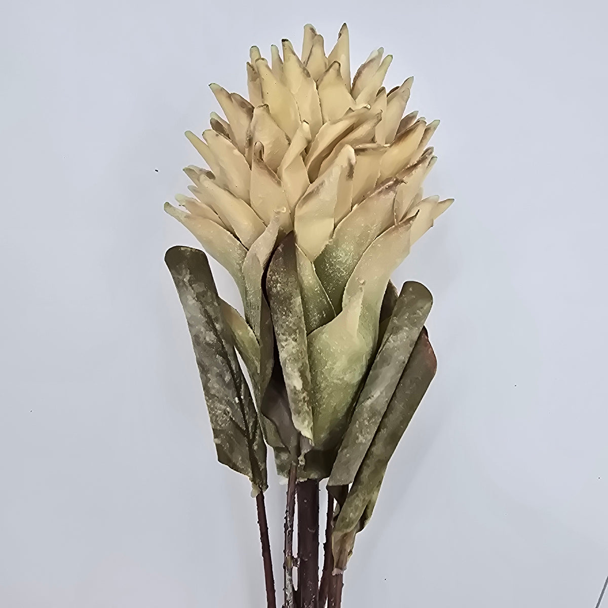 30&quot; Red Hot Poker #fsp108