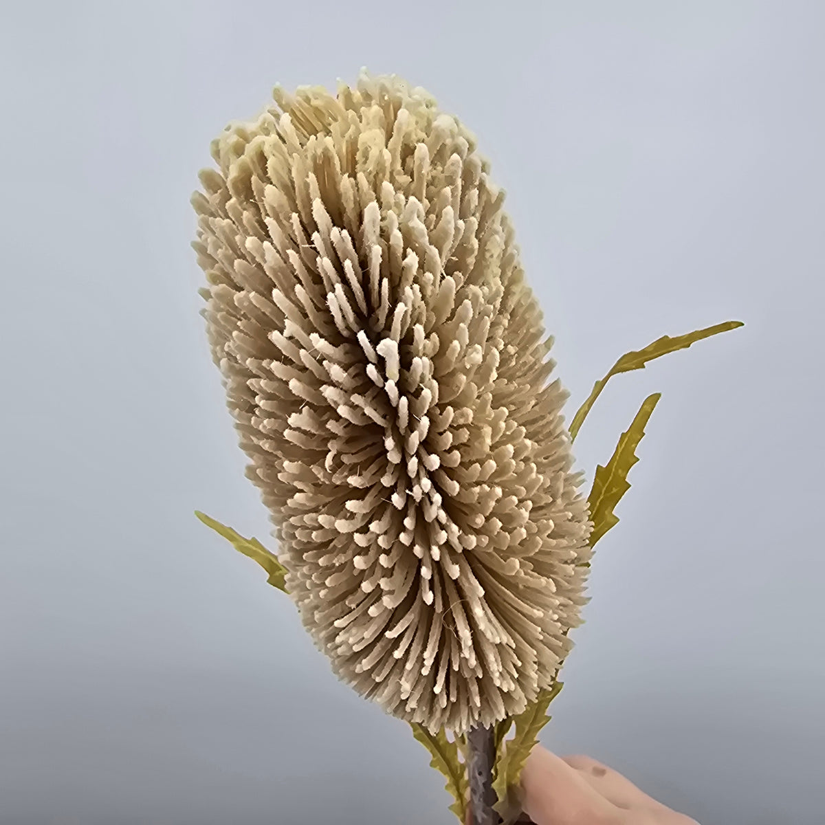 28&quot; Protea--#fsp679