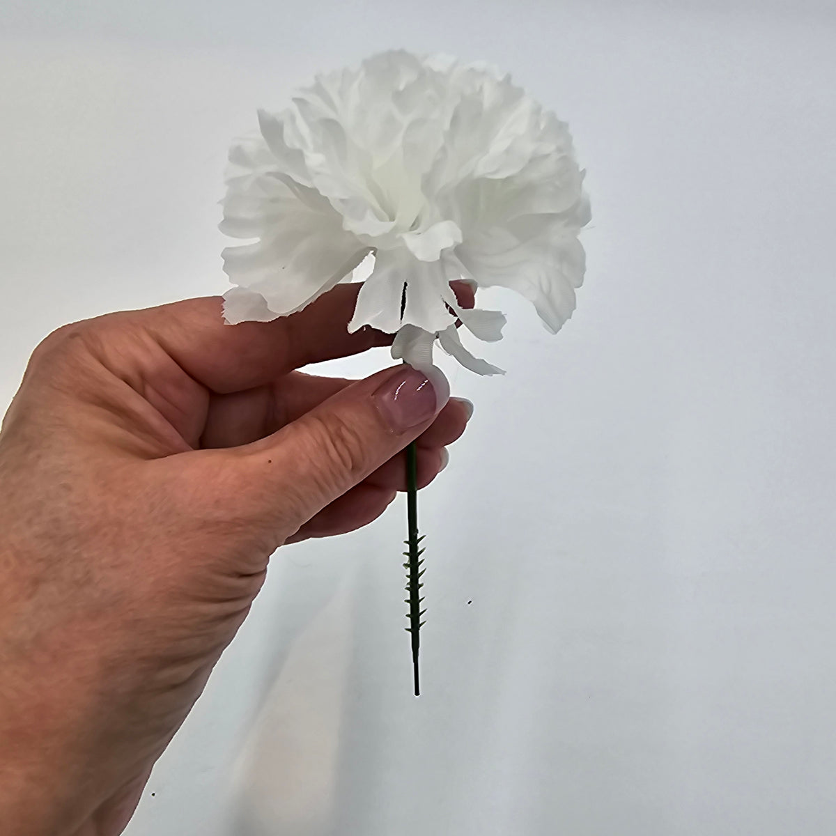 Carnation--#kart7314