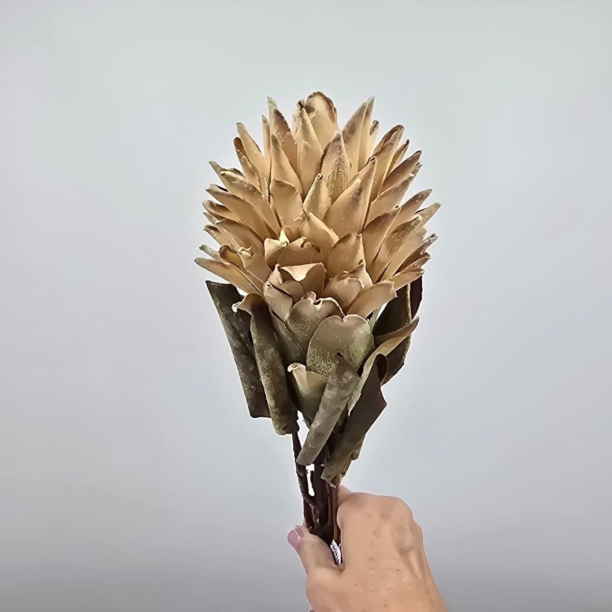 30&quot; Red Hot Poker #fsp108