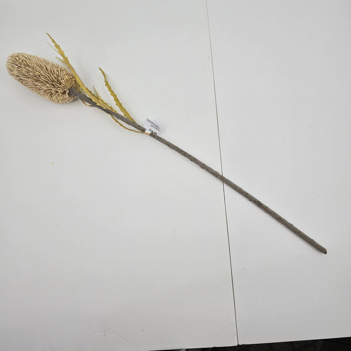 28&quot; Protea--#fsp679