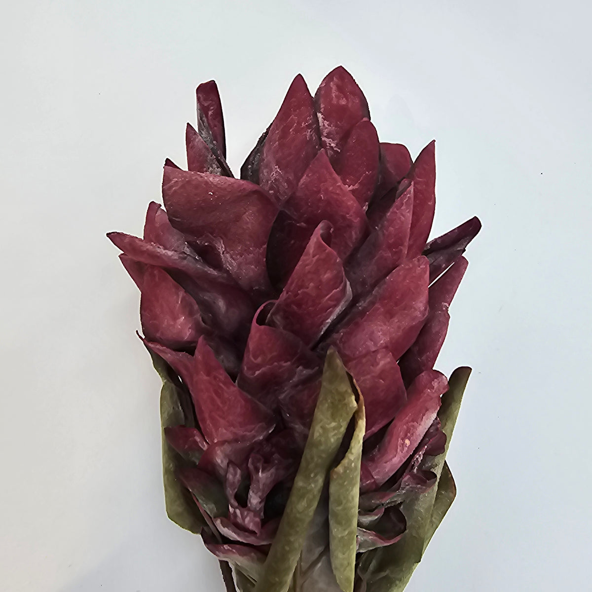 Red Hot Poker #fsp109