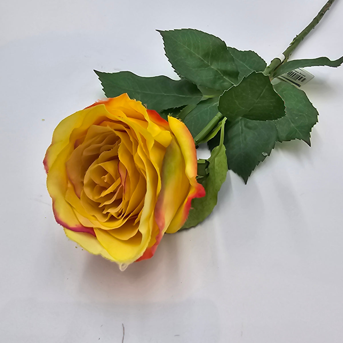 Cottage Rose Bud--#fsr149