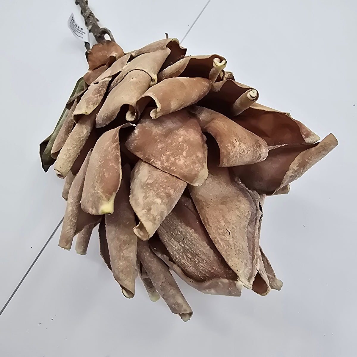 Red Hot Poker #fsp109