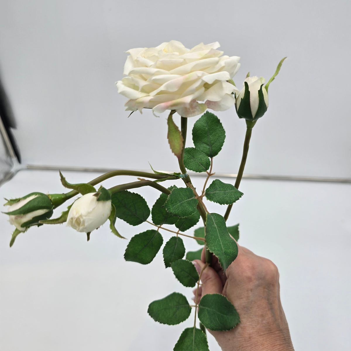 Camelot Rose--#win98227