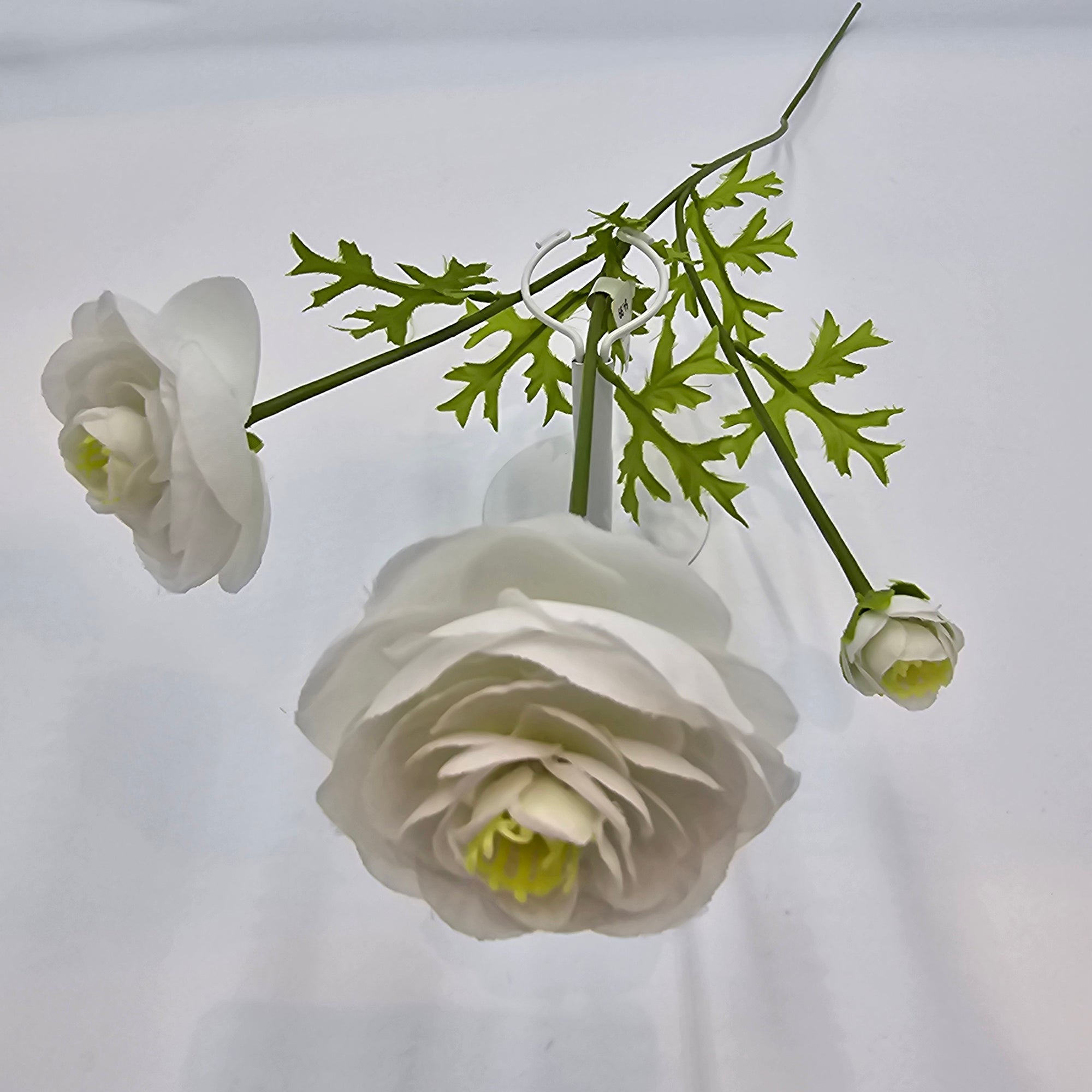 Ranunculus--#gr1571