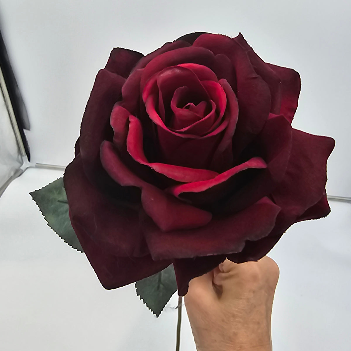 Open Bella Rose--#fsr126