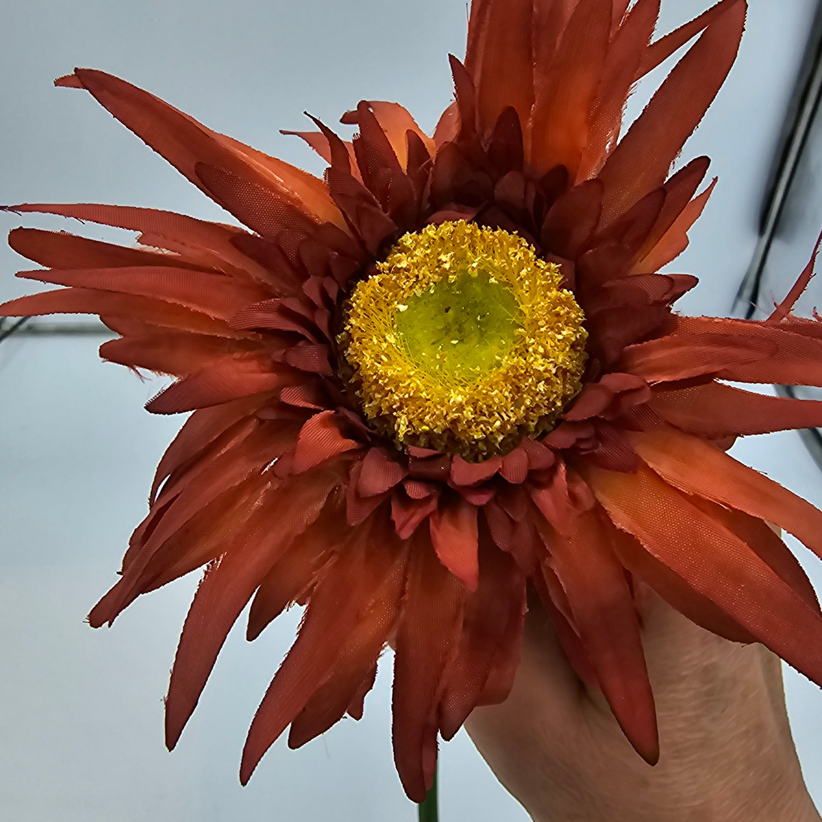 Gerbera--#gsb005