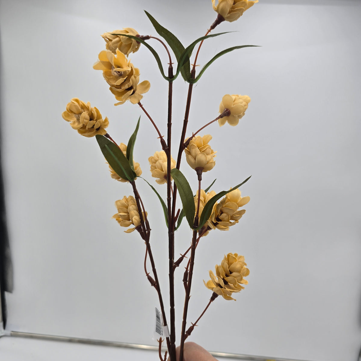 Hops Spray-31" #fsh172