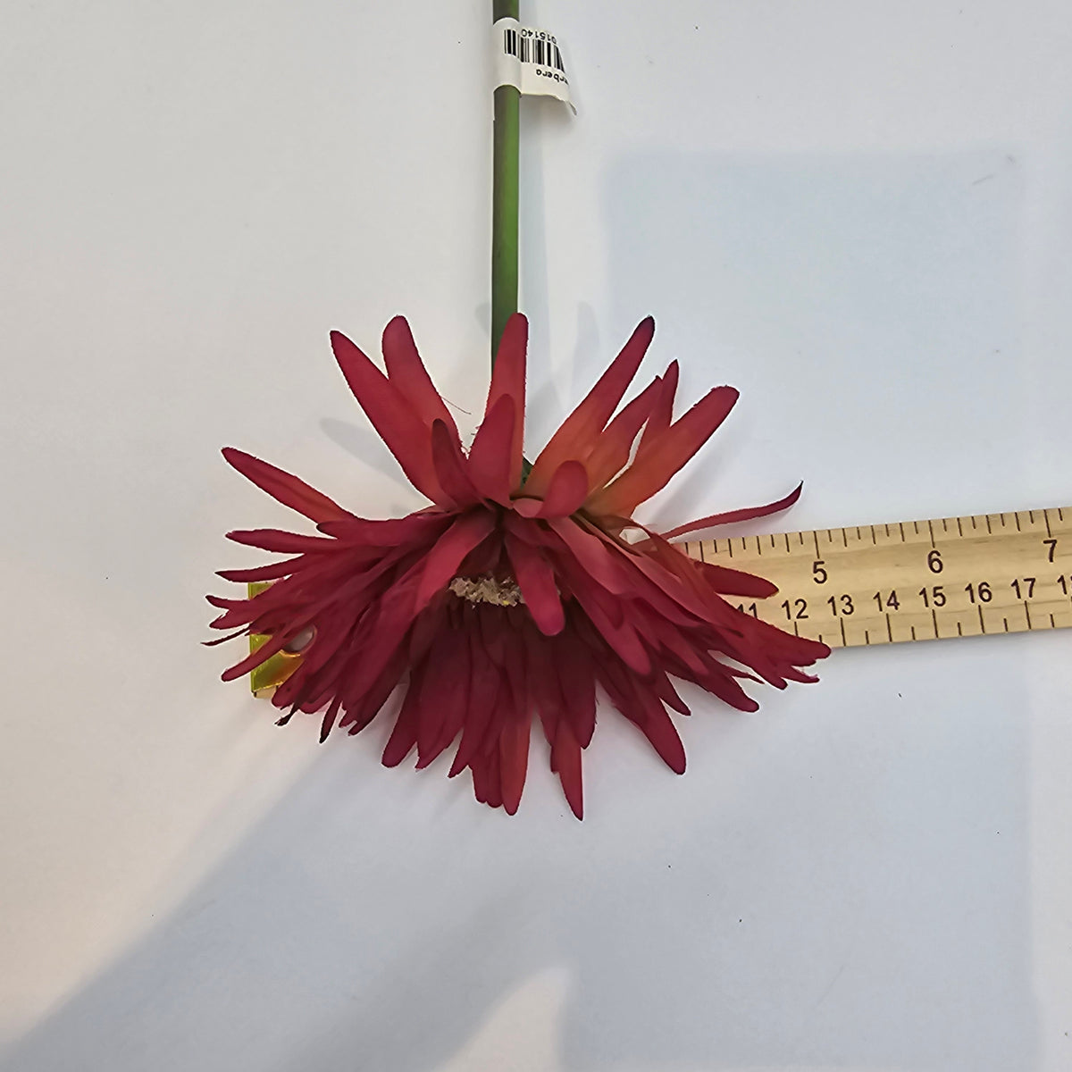 Gerbera--#gsb005