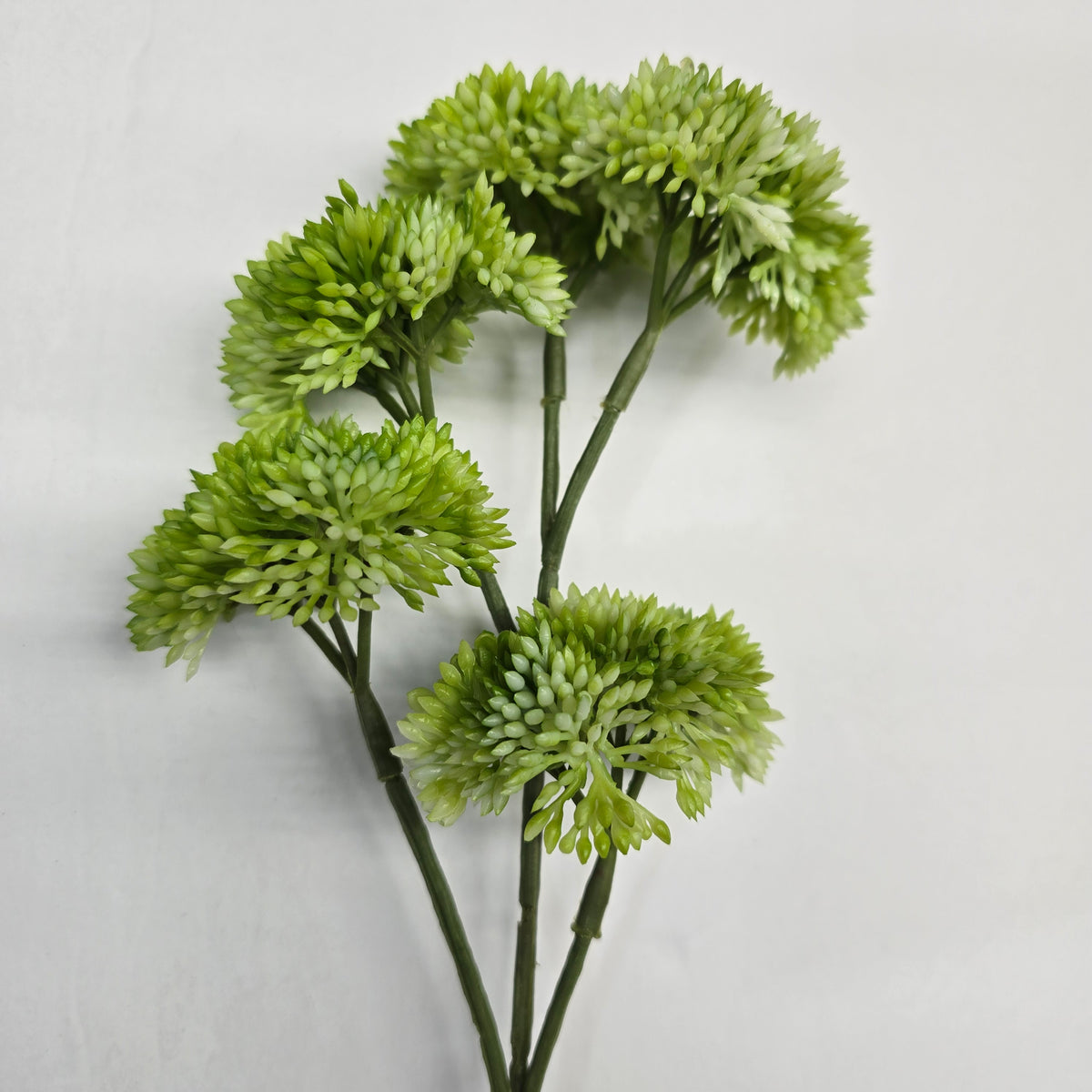 12" Sedum fss786