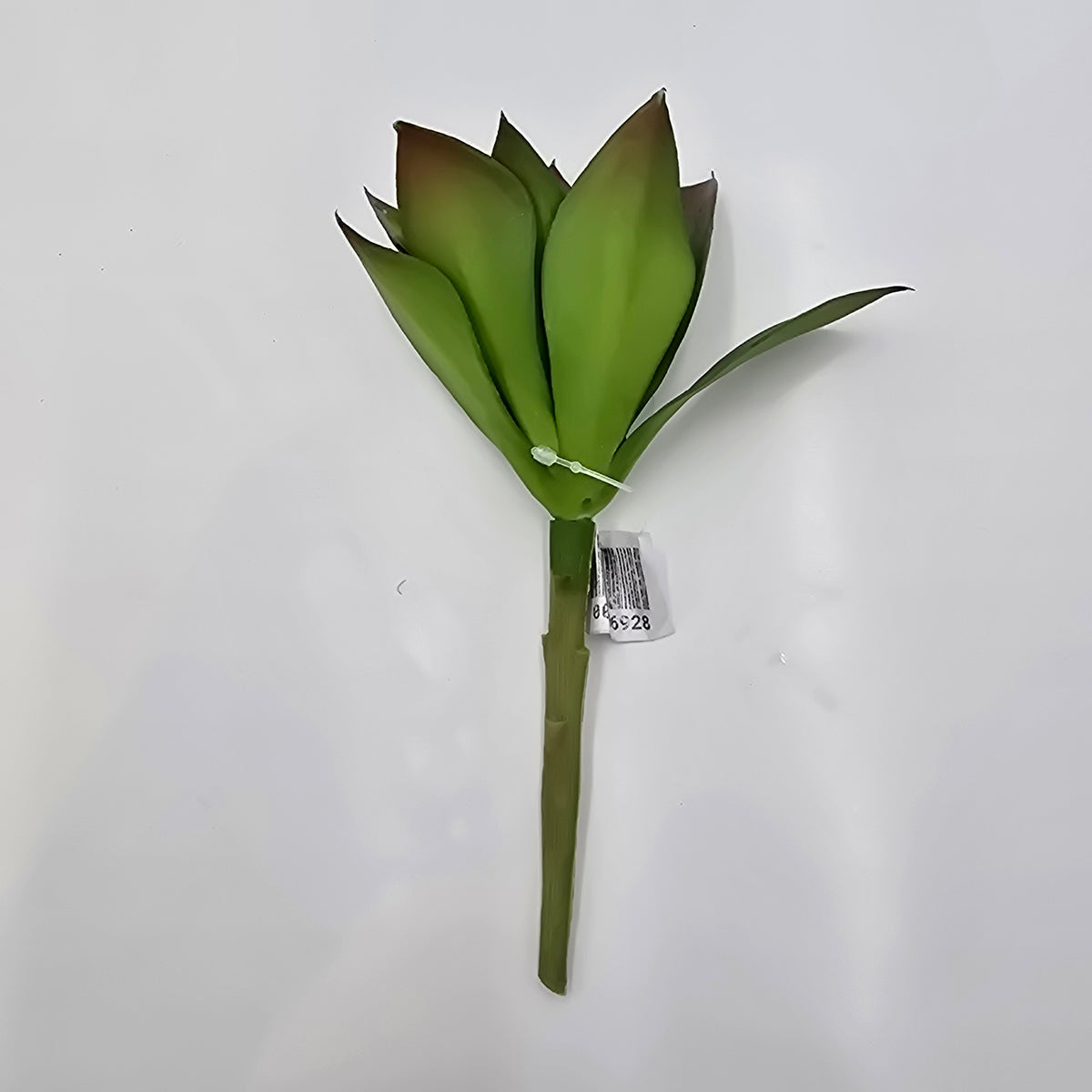 6H ECHEVERIA--CE0063