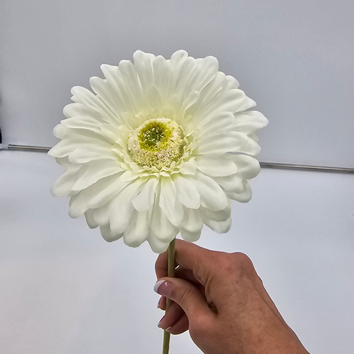 Gerbera Daisy--#gto455