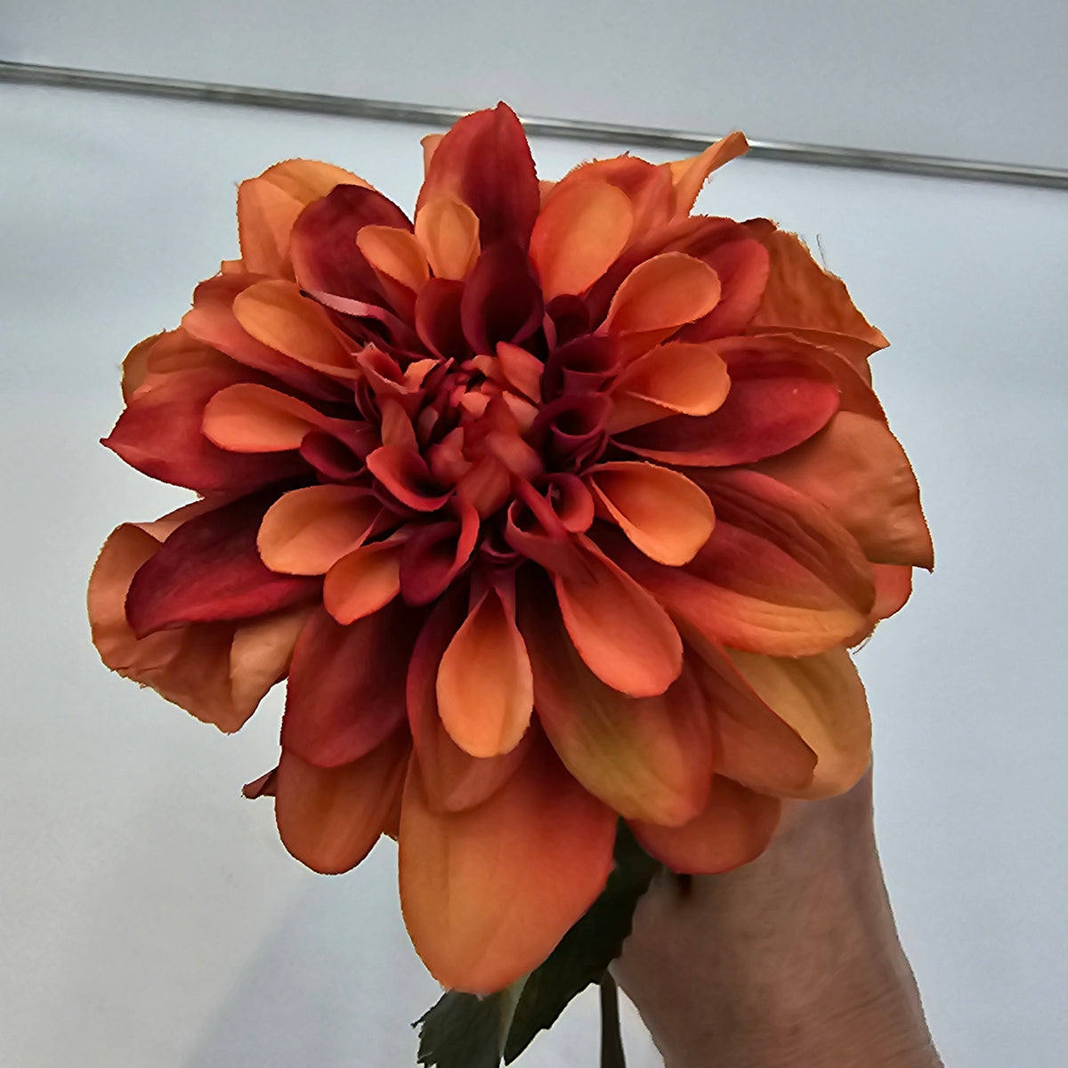 Dahlia--#win101