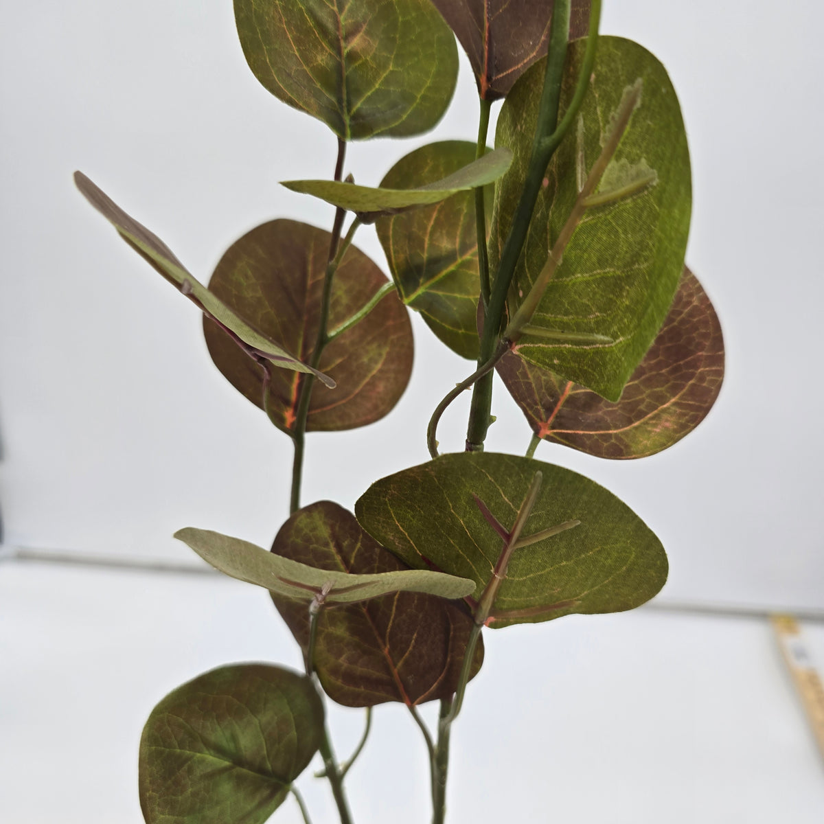 32&quot; Eucalyptus Lf--#pse418