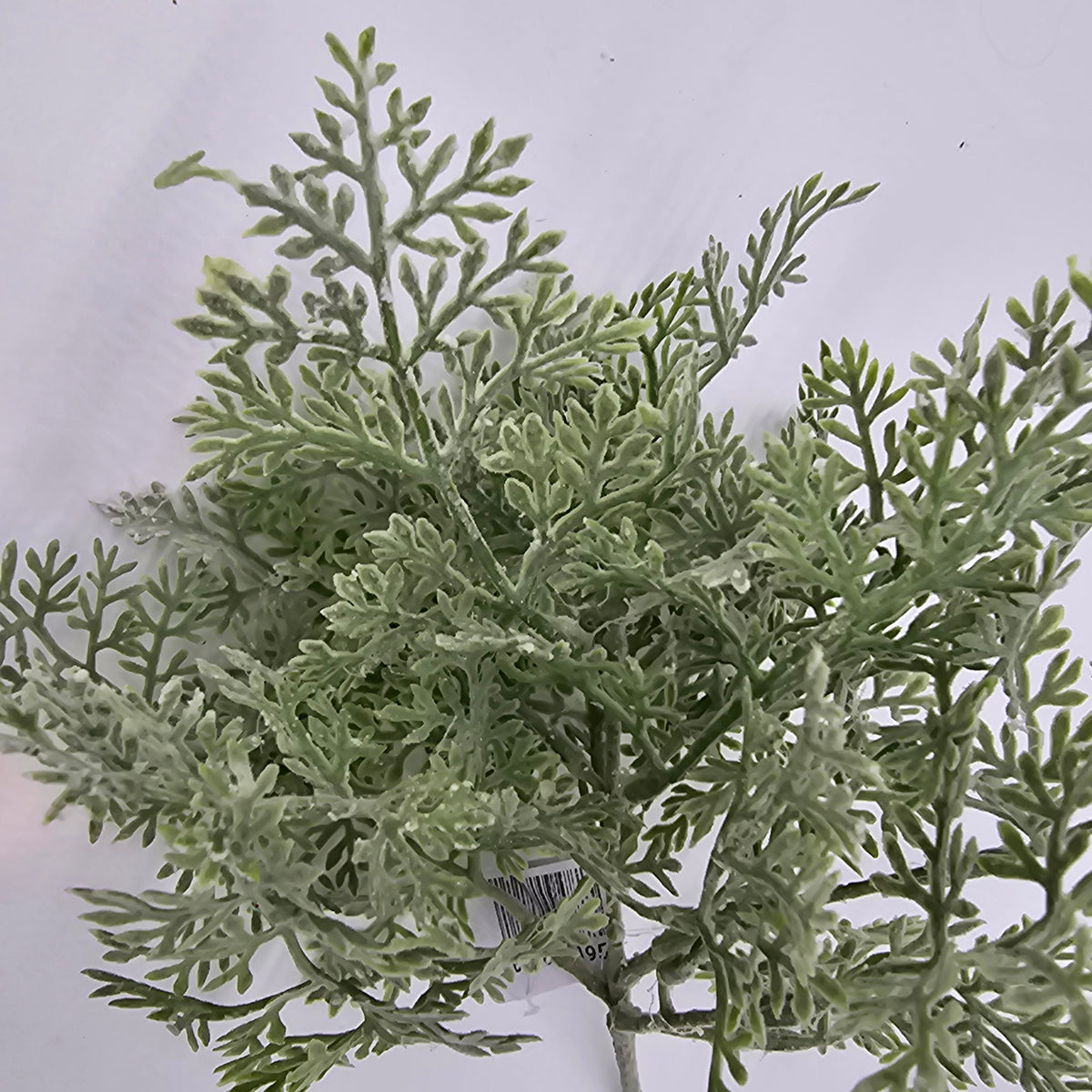 8&quot; DUSTY MILLER--pbd338-gr/gy