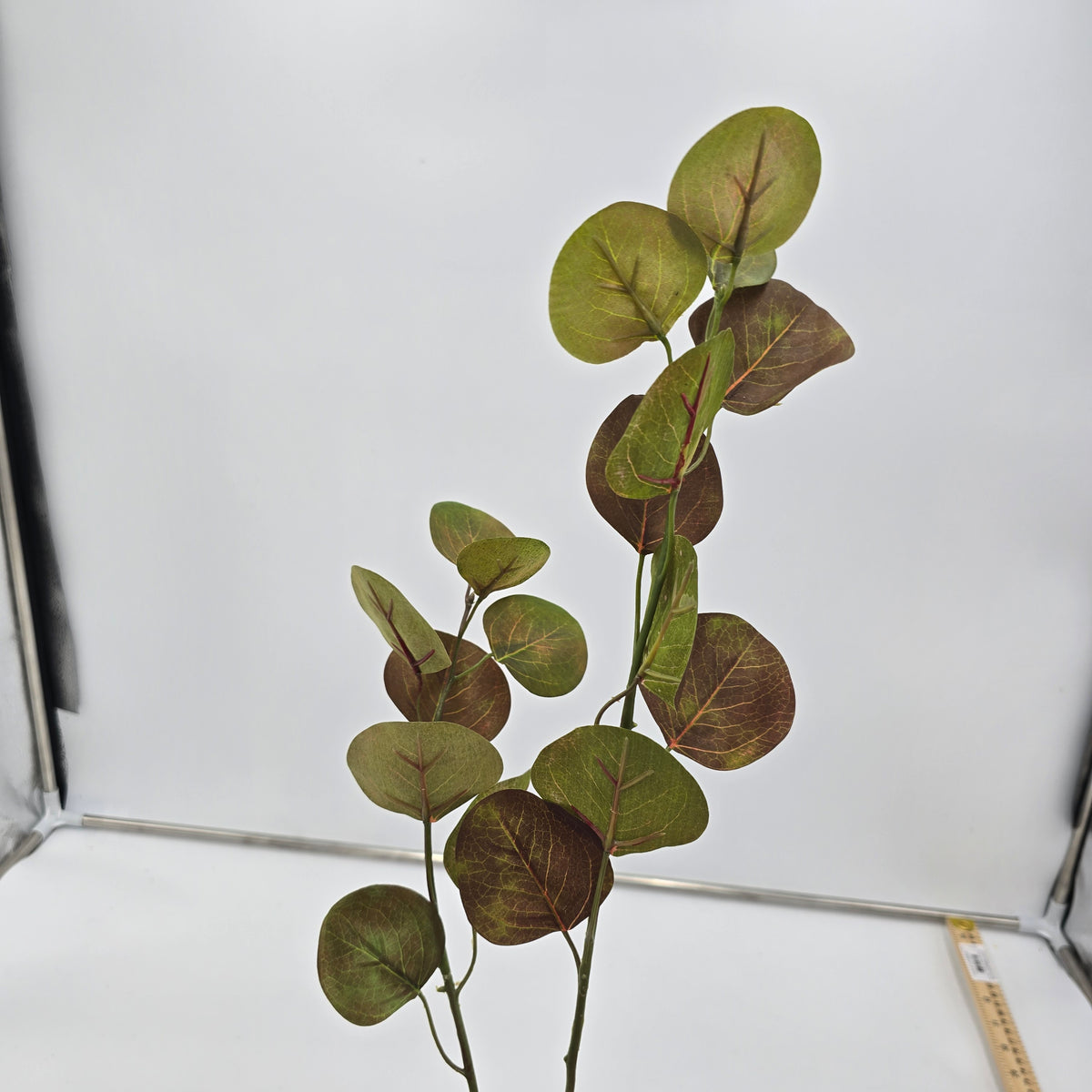 32&quot; Eucalyptus Lf--#pse418